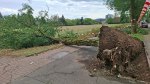 Unwetter entwurzelt Bäume in Nollingen