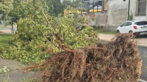 Maltempo a Padova e provincia: grandine e alberi caduti