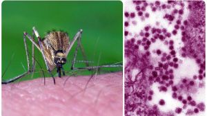 West Nile, 2 morti in 7 giorni: nuovo allarme in Italia. Il virus non conosce confini e adesso tocca pure le Isole