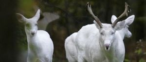 ‘Majestic Unicorn’: Rare Albino Buck With Huge Rack Captured In Viral Video
