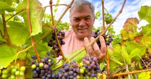 New owner of £1.65m Norfolk vineyard sees a brighter future after leaving family farm