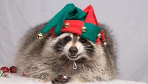 When a Christmas visitor is a raccoon