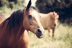 Clever Hans, le cheval que son propriétaire pensait 