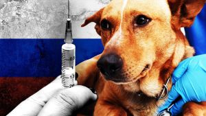 ‘Odveli smo ih u smrt’: Kriza veterinarskih lekova u Rusiji