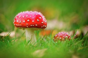 Not all ‘magic’ mushrooms are the same. Here’s one to watch out for