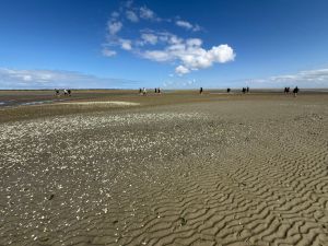 Warm zeewater heeft grote gevolgen voor de natuur. Hoe kun je daar iets aan doen?