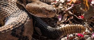 ‘Use Extra Caution’: High School Football Game Plays Under Rattlesnake Advisory