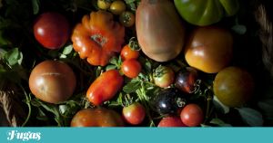 O que é Setembro sem a sopa gelada de tomate da Maria João?