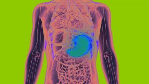 Your Stomach May Help Your Brain Remember Where Food Is, According to a New Study