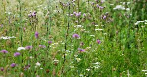 Hvordan kan kommunale enger få flere blomster og mindre ungress?