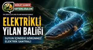 Elektrikli Yılan Balığı: Suyun İçindeki Görünmez Elektrik Santrali