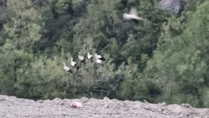 Hacı Leylekler: Uzun Yolun Yolcuları…