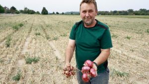 Hitzesommer setzt Obst und Gemüse zu: Trockenheit sorgt für deutliche Ausfälle und Mehraufwand