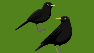 A neglected book makes the case for birds