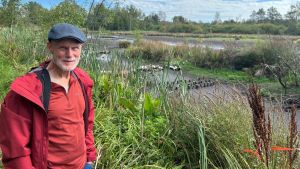Tote Fische, Trockenheit: So sehr schadet die Hitze dem Schwenninger Moos