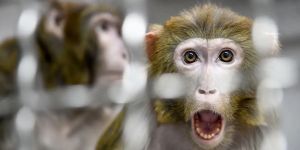 Envisioning a Pro-Animal Foreign Policy
