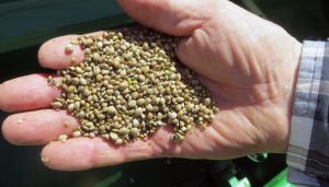 The House should reject delay of hemp regulations