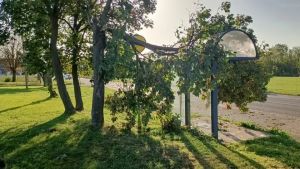 Maltempo a Fagagna, la grandine devasta i vigneti: al via la vendemmia d'emergenza