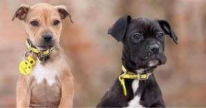 Stray city... Norwich experiences HUGE increase in abandoned dogs