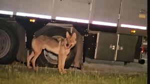Persico Dosimo, “Lupo” Gianni ha il microchip: il Dna svelerà se è un cane