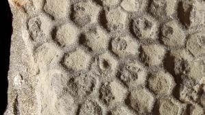 Paleontologo goriziano svela l’identikit del misterioso “architetto degli abissi”
