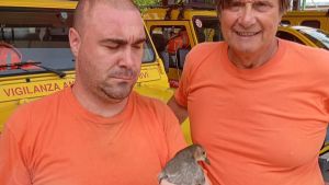 Montemurlo, la Vab salva una gallinella d’acqua ferita durante il nubifragio