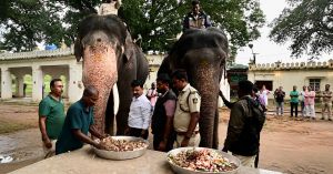 Watch | How Tamil Nadu’s Mahouts Feed Their Elephants With Ragi, Rice, Jaggery & Mineral-Rich Meals