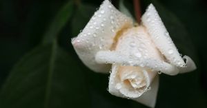 Anticipatory Grief: The Psychology of Grieving Before Loss