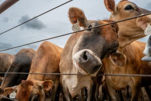 For a Thirsty American West, It’s Either Cows or Humans