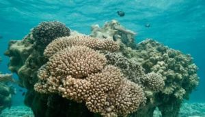 Coral reefs facing 'irreversible decline' as global recovery windows collapse, study warns