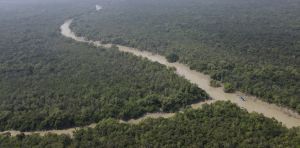 Ecological collapse in the world’s largest mangrove forest is a preview of what’s to come