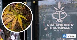 Dispensario, cannabis medicinal en Chile y la anatomía de una falla de política pública