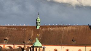 Ade, Meister Adebar! Zwei Dutzend Störche sammeln sich auf dem Münster zum Flug in den Süden