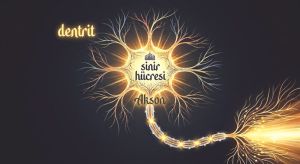 Sinir hücresi penceresinden meşveret-şûrâ mesleği -1