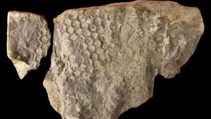 Il mistero di Paleodictyon: ecco chi disegna esagoni nei fondali marini da mezzo miliardo di anni