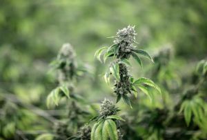 Beware of this ‘miserable’ complication of long-term cannabis use