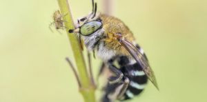 Bees view the world in surprisingly different ways – understanding this could inspire new technology