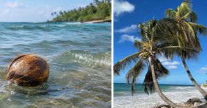 How Can Coconuts Survive 4,800 Km at Sea and Still Grow on a Distant Shore?