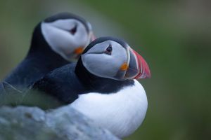 Mer av alt betyr at naturen taper
