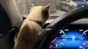 Lörracher Polizei wahrer Tierfreund: Katzenbaby über Nacht auf dem Revier getröstet