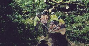 Razed trees: 'I'll never be able to hear a chainsaw again without feeling sick'