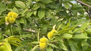 Castagne e ondate di calore, che raccolto ci dobbiamo aspettare e quanto costeranno /