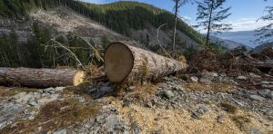 Clear‑cut logging is making floods worse. But it’s not just about how many trees are cut
