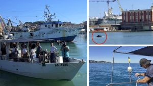 Show dei delfini al porto durante le minicrociere sui pescherecci: verso la Festa del mare