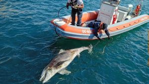 Recuperata la carcassa del delfino morto a Muggia, ora si attende l’autopsia