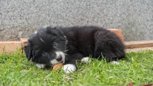 Welche Nüsse dürfen Hunde fressen – und welche sind giftig für die Vierbeiner?