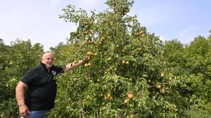 La rinascita di un’eccellenza: c’è il piano di recupero dell’antica frutticoltura nelle Valli del Natisone