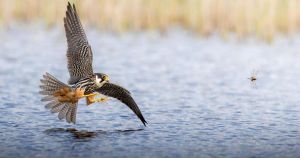 Teenager's 'dream shot' of dramatic predator chase wins wildlife photo contest