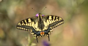 Norfolk nature reserve celebrates 50 years of wildlife and conservation success