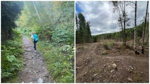 Når hogstmaskinene raserer nærskogen vår våkner vi kanskje?